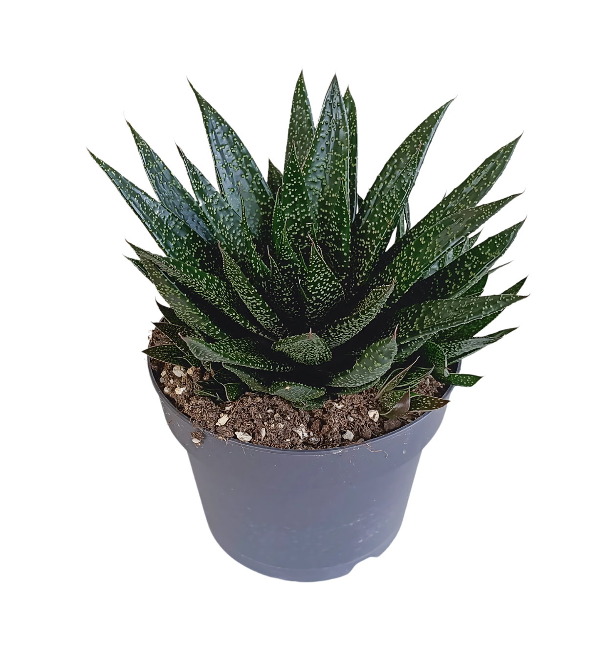 8724 1 png