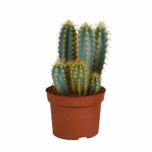 Pilosocereus azureus (Ohne Topf) | Azurblauer Säulenkaktus | +/- 15-30cm | ø 12cm Topf
