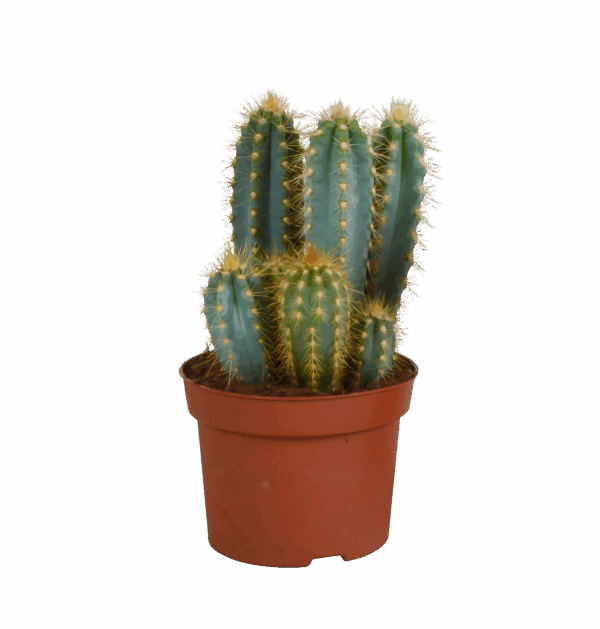 Pilosocereus azureus (Ohne Topf) | Azurblauer Säulenkaktus | +/- 15-30cm | ø 12cm Topf