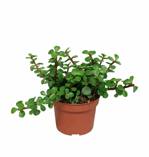 Portulacaria afra (Ohne Topf) | Elefantenstrauch | +/- 18-25cm | ø 10,5cm Topf