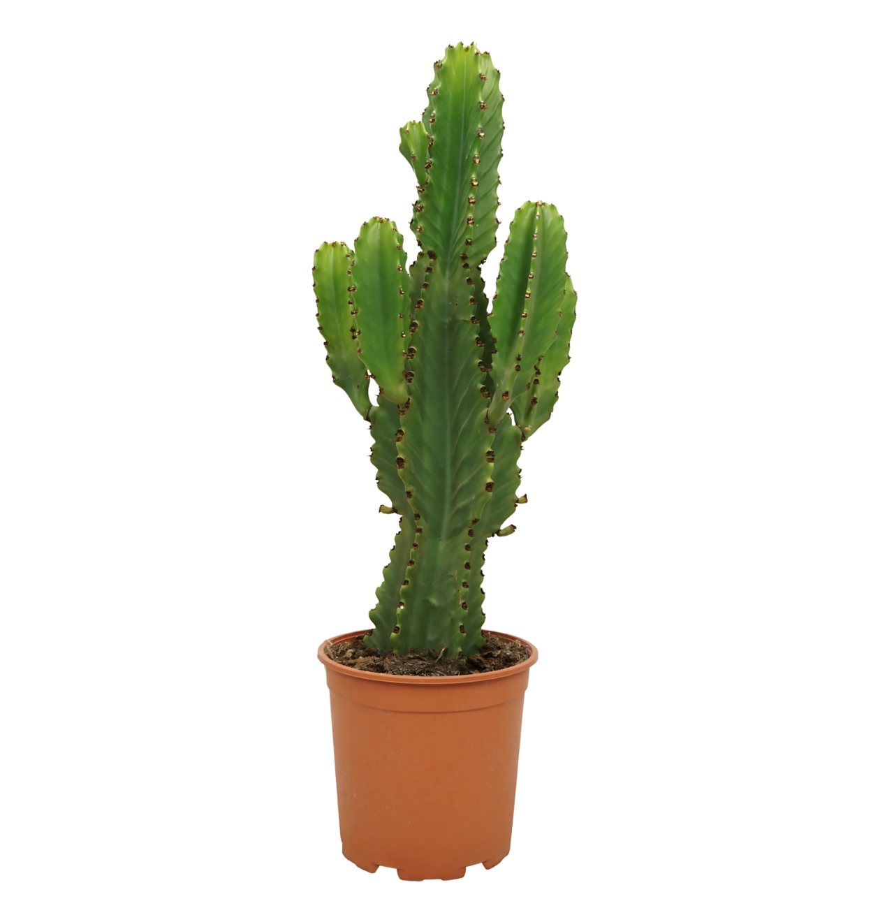 Euphorbia Ingens | Kaktus-Wolfsmilch | +/- 60cm | ø 21cm Topf 1 9031 1 png