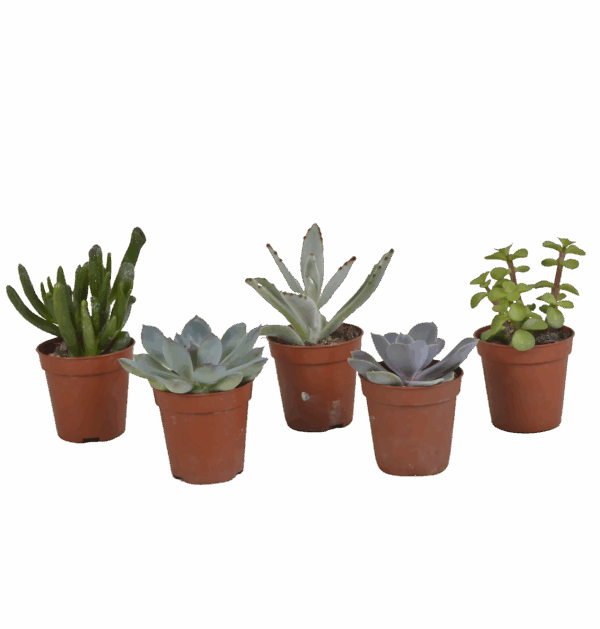 Sukkulenten 5er-Set (Ohne Topf) | Sukkulenten Mix | +/- 8-13cm | ø 5,5cm Topf