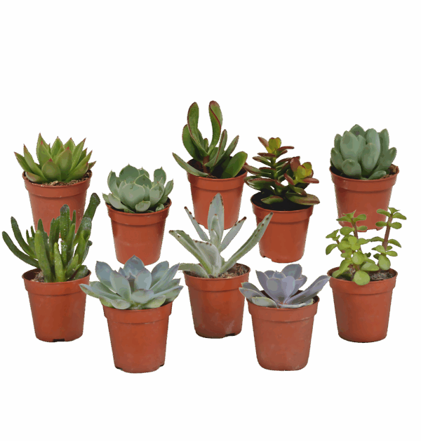 Sukkulenten 10er-Set (Ohne Topf) | Sukkulenten Mix | +/- 8-13cm | ø 5,5cm Topf