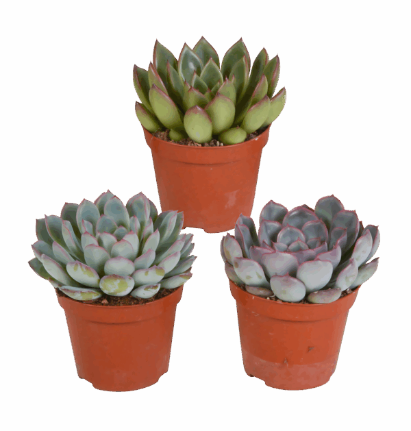 Echeveria 3er-Set (Ohne Topf) | Sukkulenten Mix | +/- 12-15cm | ø 8,5cm Topf