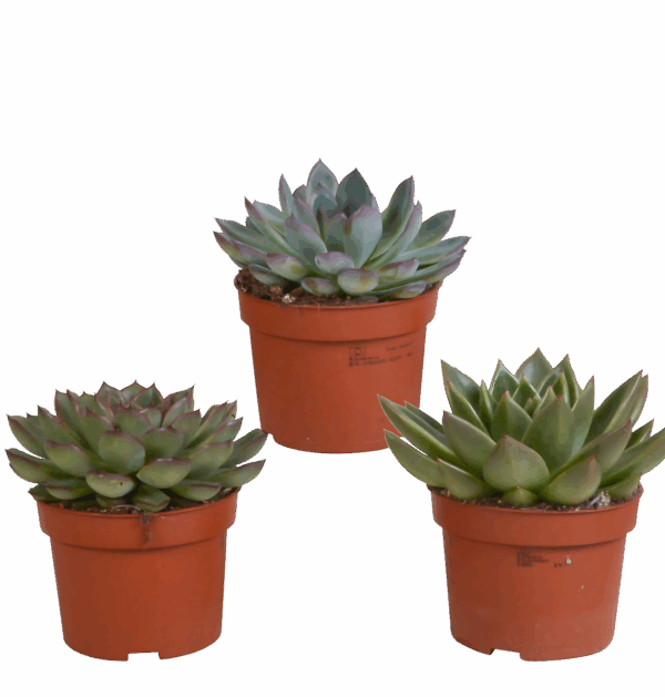 Echeveria 3er-Set (Ohne Topf) | Sukkulenten Mix | +/- 12-20cm | ø 10,5cm Topf
