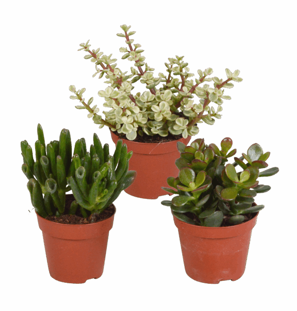Crassula Mix 3er-Set (Ohne Topf) | Sukkulenten | +/- 13-18cm | ø 8,5cm Topf