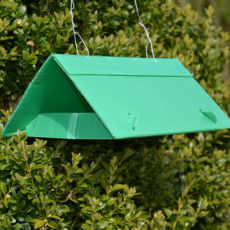 Buchsbaumzünsler-Deltafalle 7 2670781 buchsbaumzuensler deltafalle