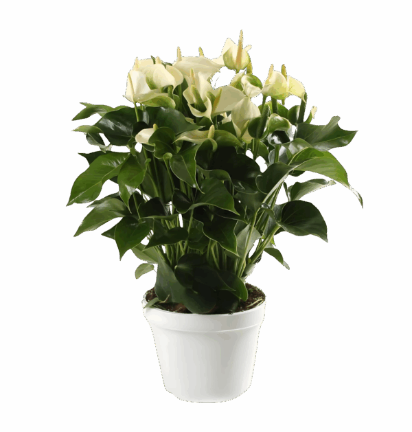 Anthurium “White Champion” | Flamingoblume | +/- 65cm | ø 21cm Topf