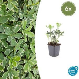 Pachysandra terminalis “Variegata” (6 Stück) | Weißbunte Ysander | +/- 10-25cm | ø 9cm