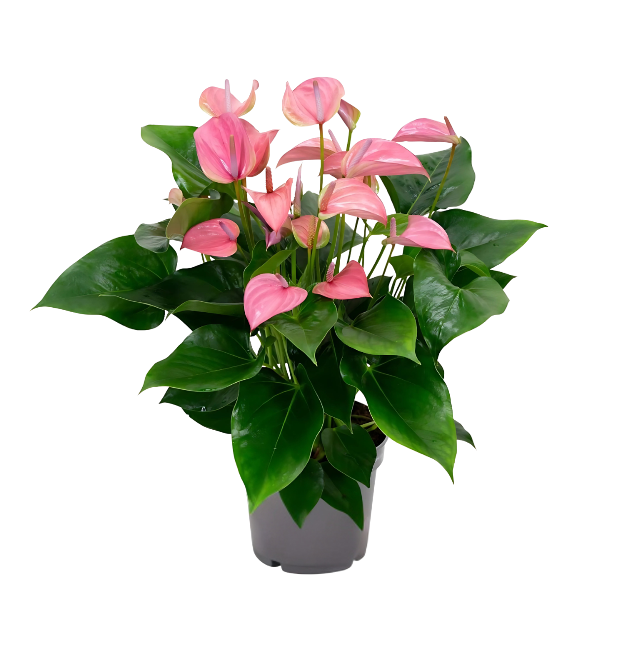 1100 1 png