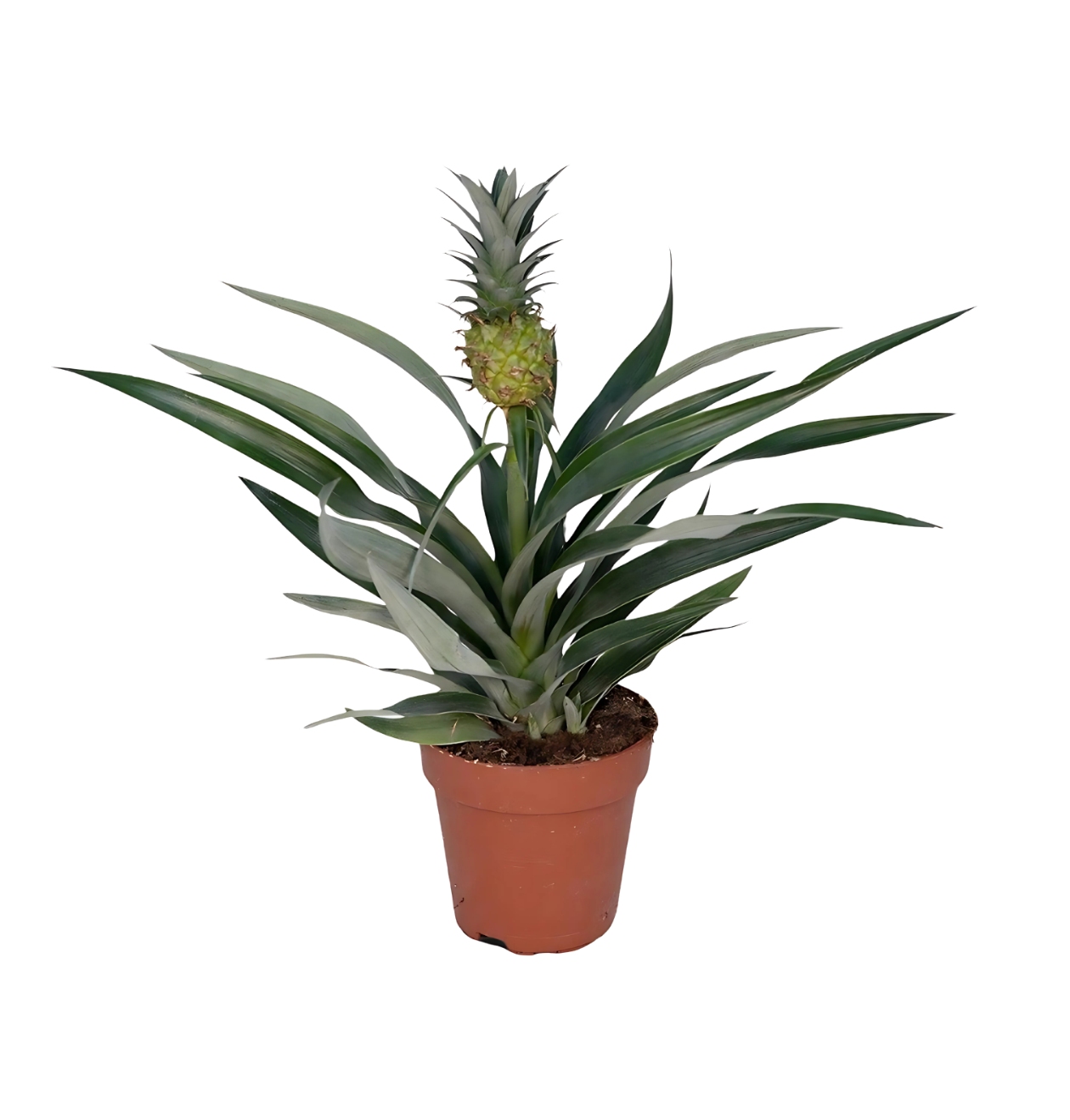 128 1 png