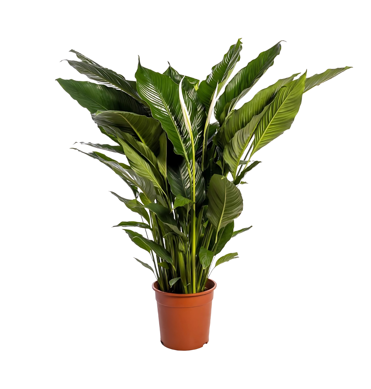 1308 1 png