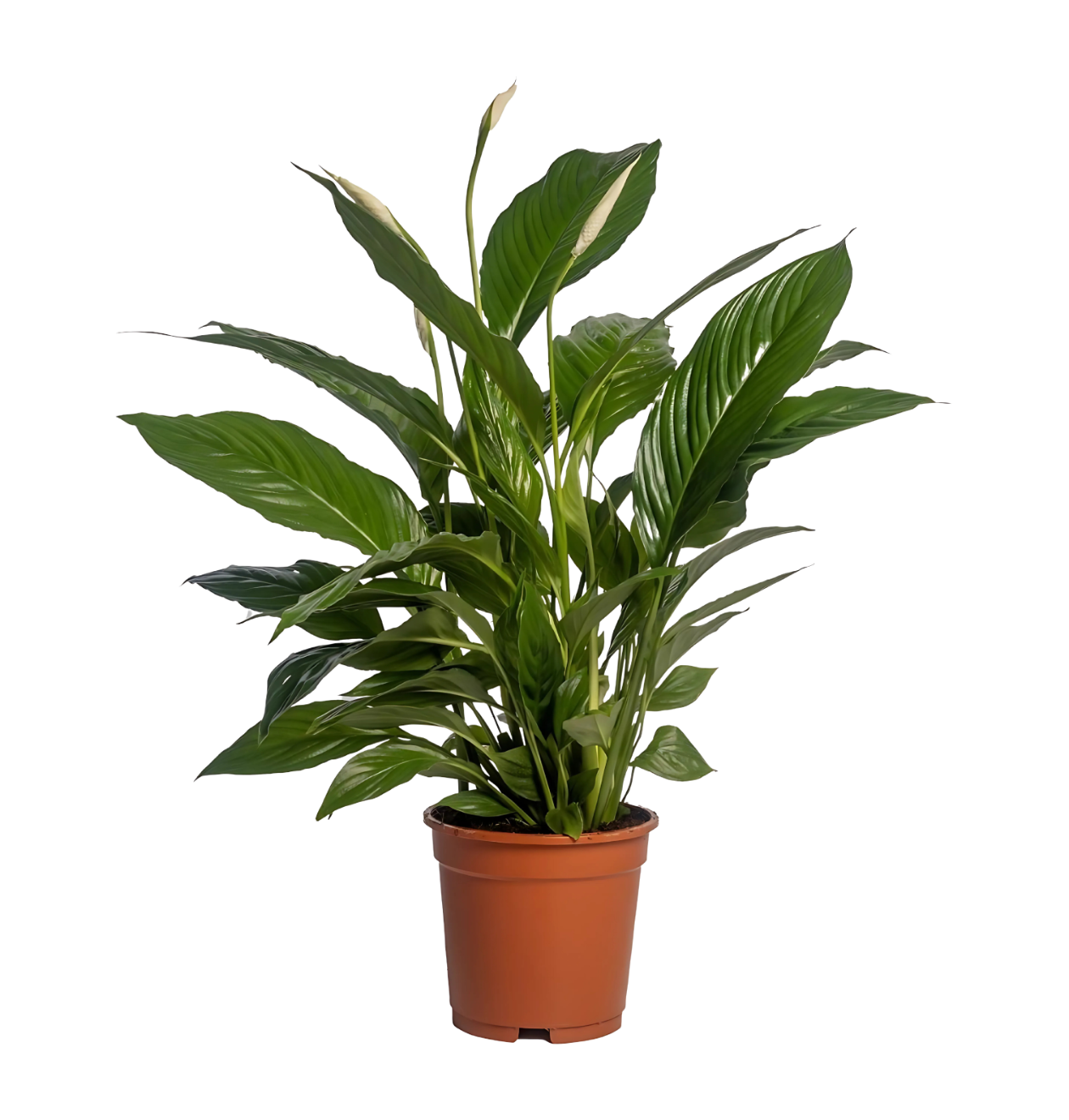 1309 1 png