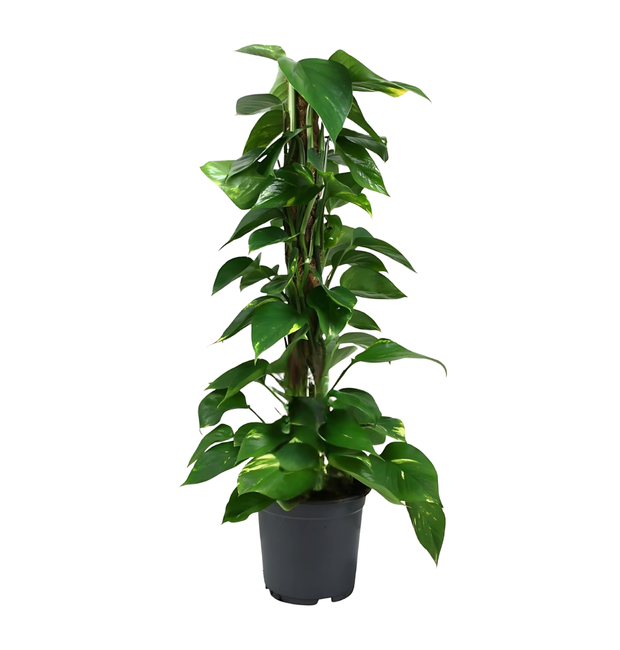 Scindapsus Epipremnum | Efeutute | +/- 80cm | ø 19cm Topf 5 1385 1 png