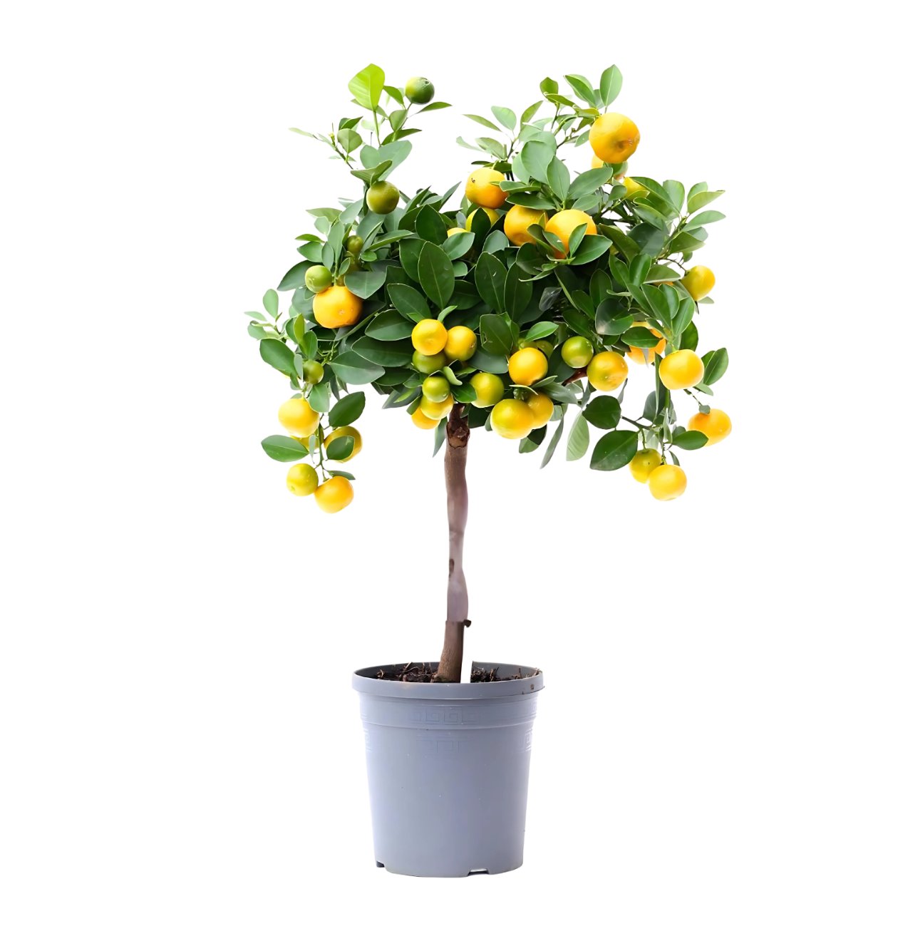 Citrus Calamondin | Zwergorangenbaum | +/- 45cm | ø 15cm Topf 2 2142 1 png