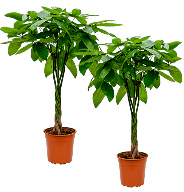 2er-Set | Glückskastanie | +/- 70-80cm | ø 12-15cm Topf