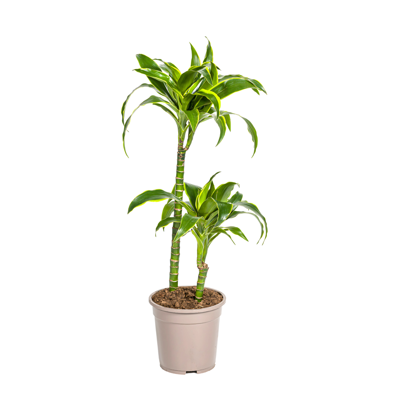 4817 1 png