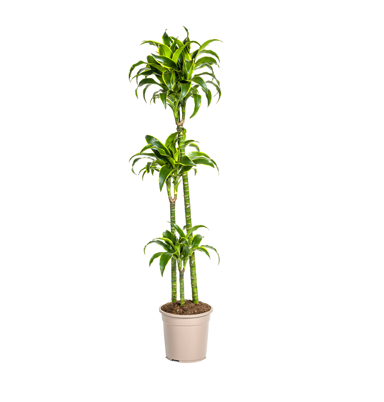 4819 1 png