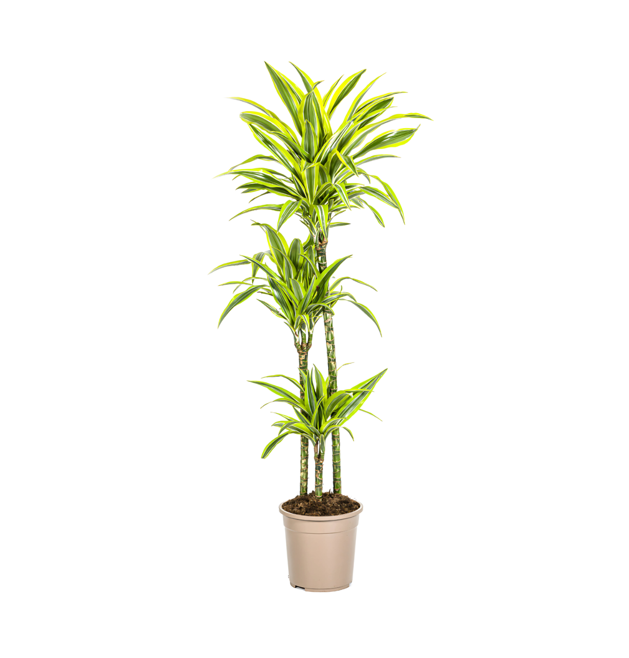 4825 1 png