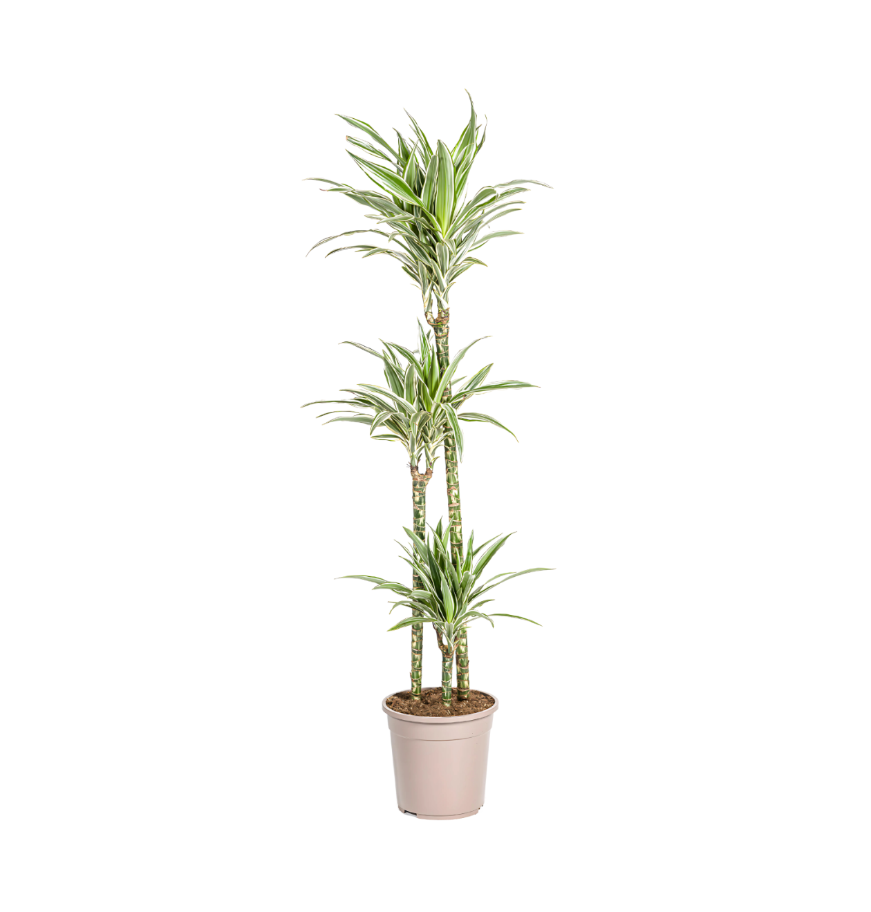 4834 1 png
