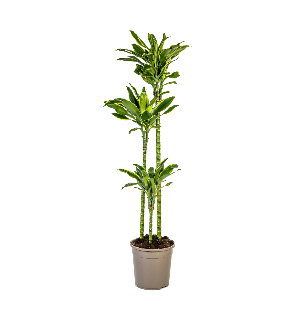 4836 1 png
