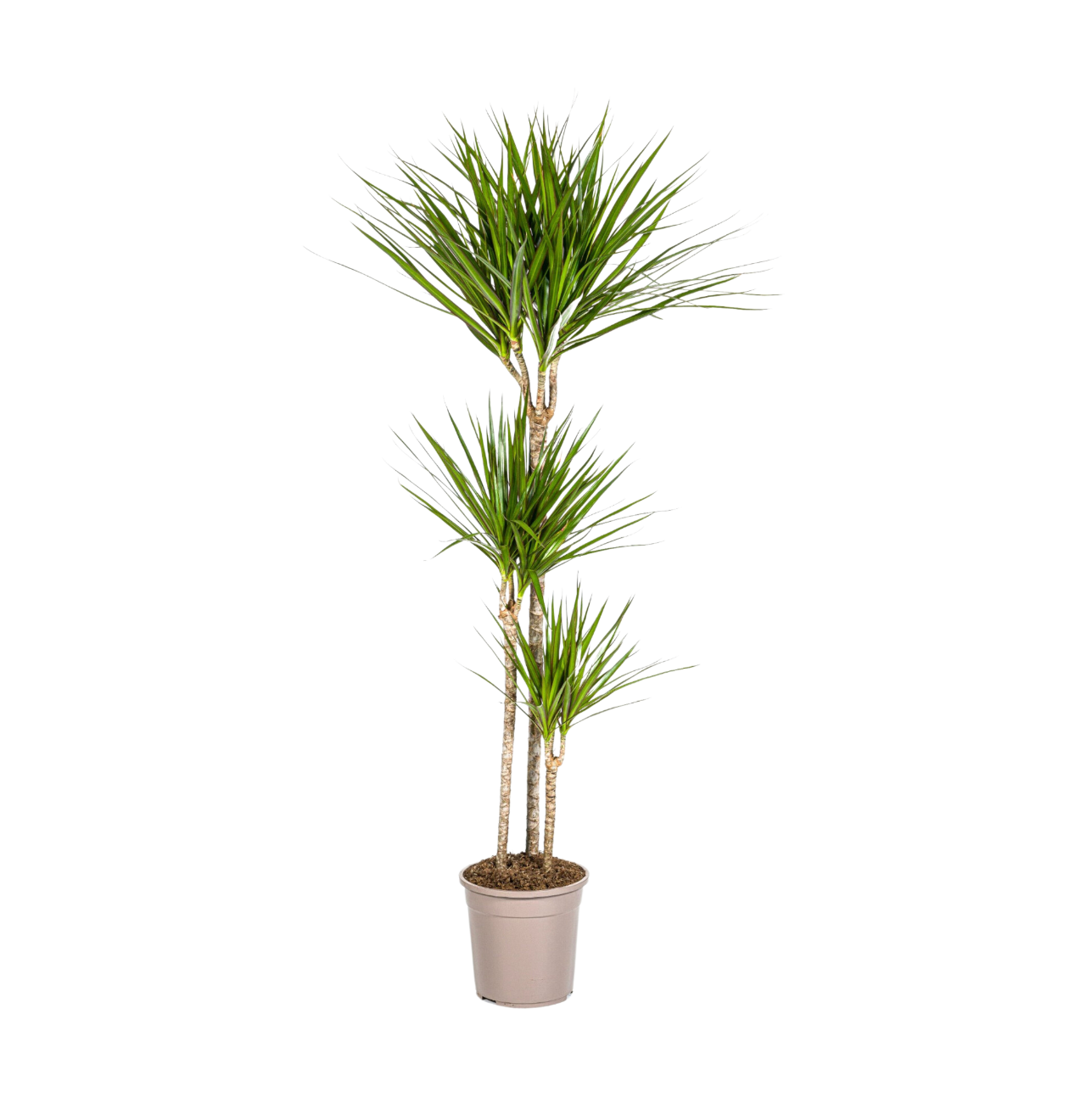 4840 1 png