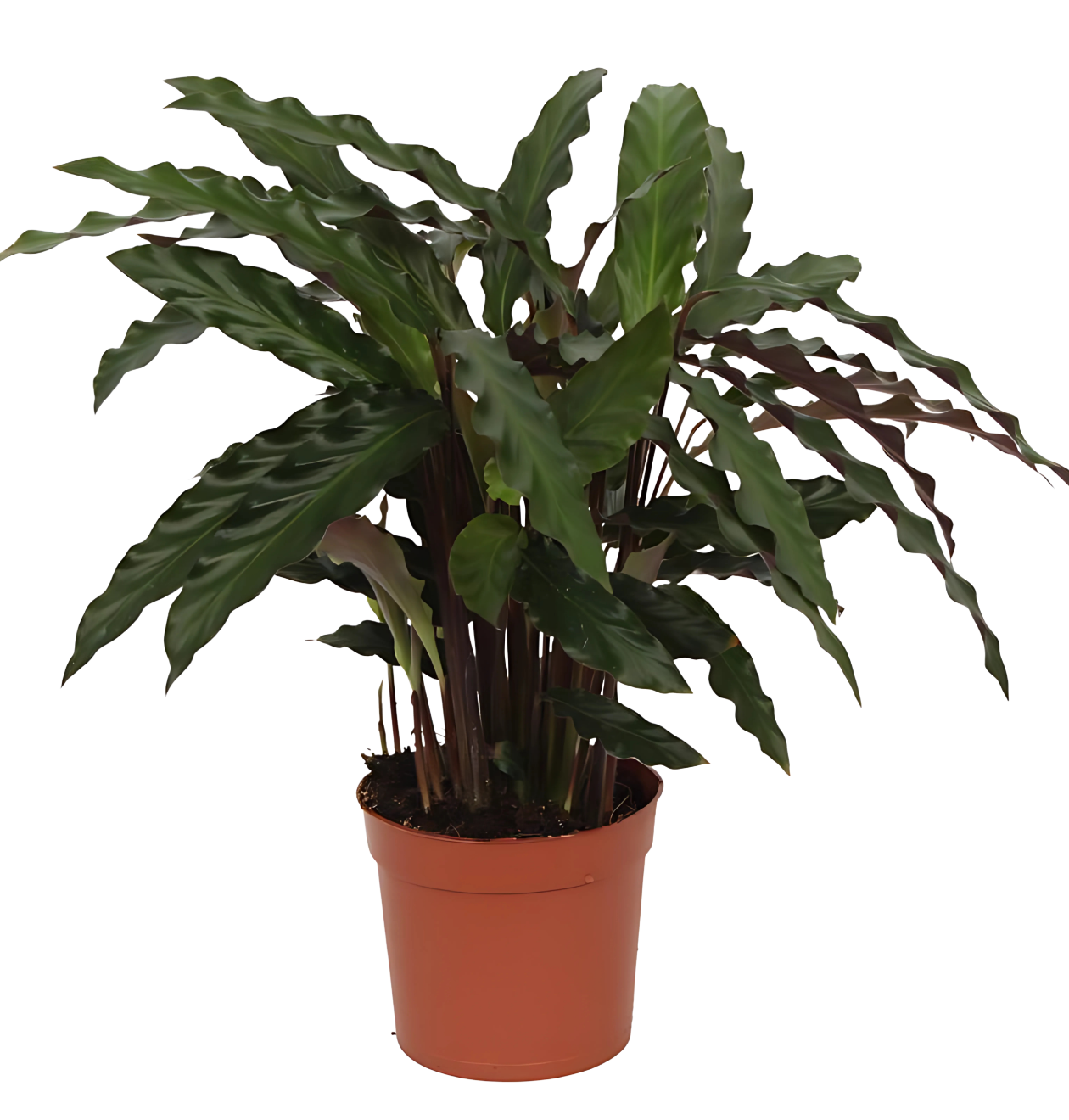 6845 1 png