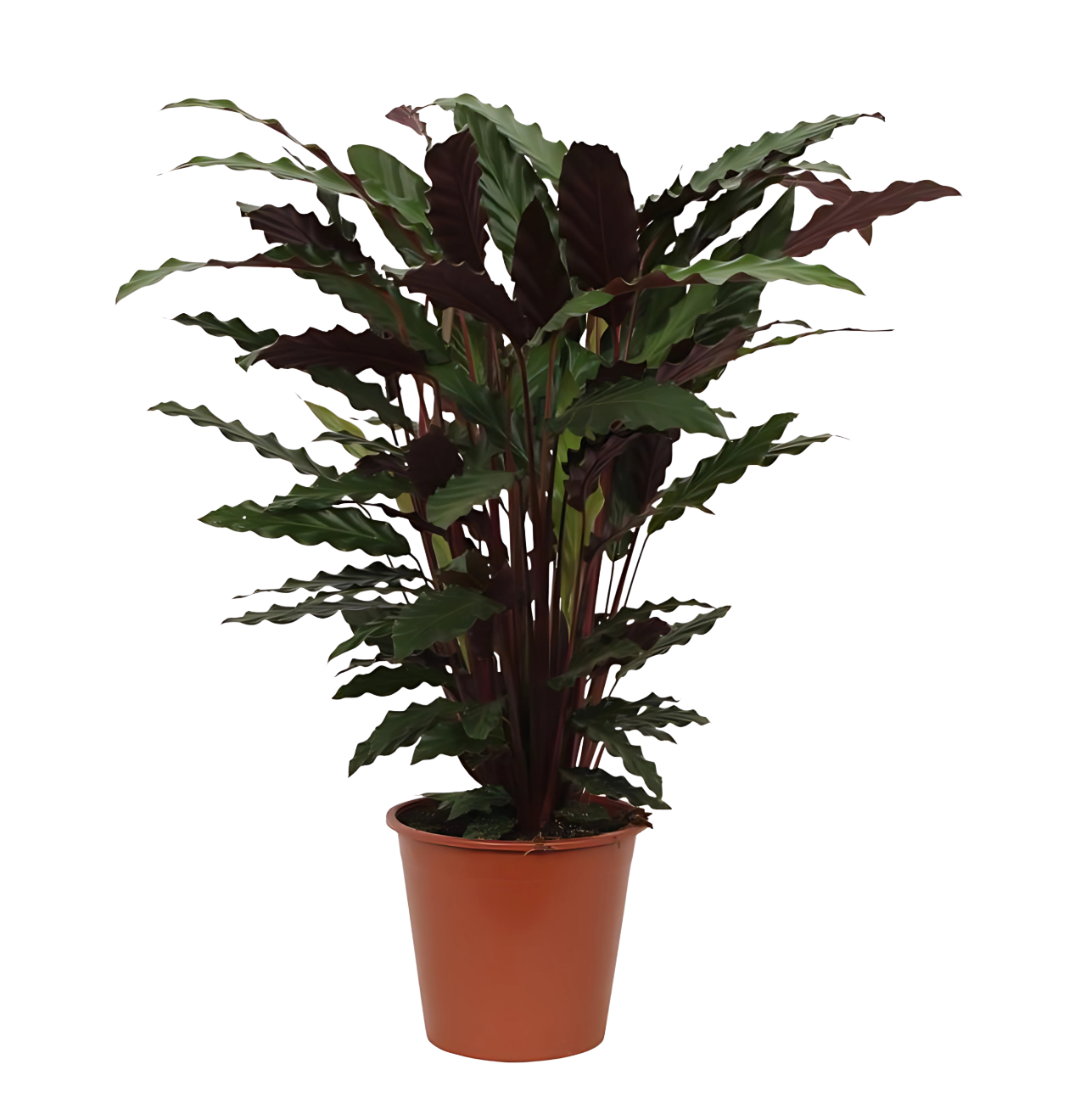 6852 1 png