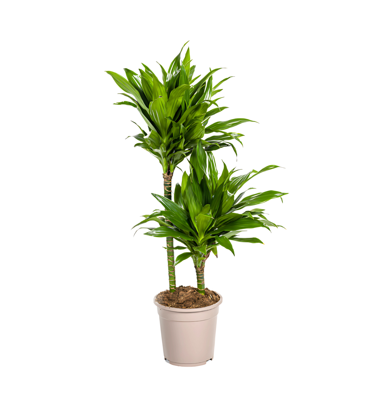 8376 1 png