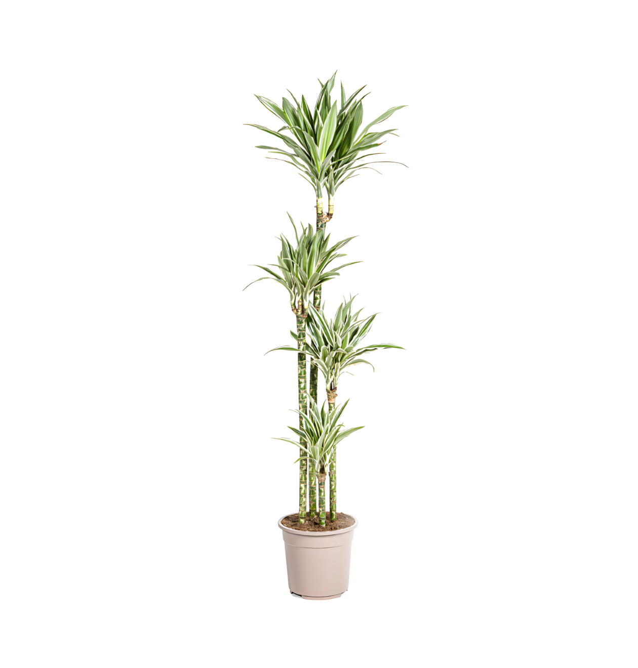 8380 1 png