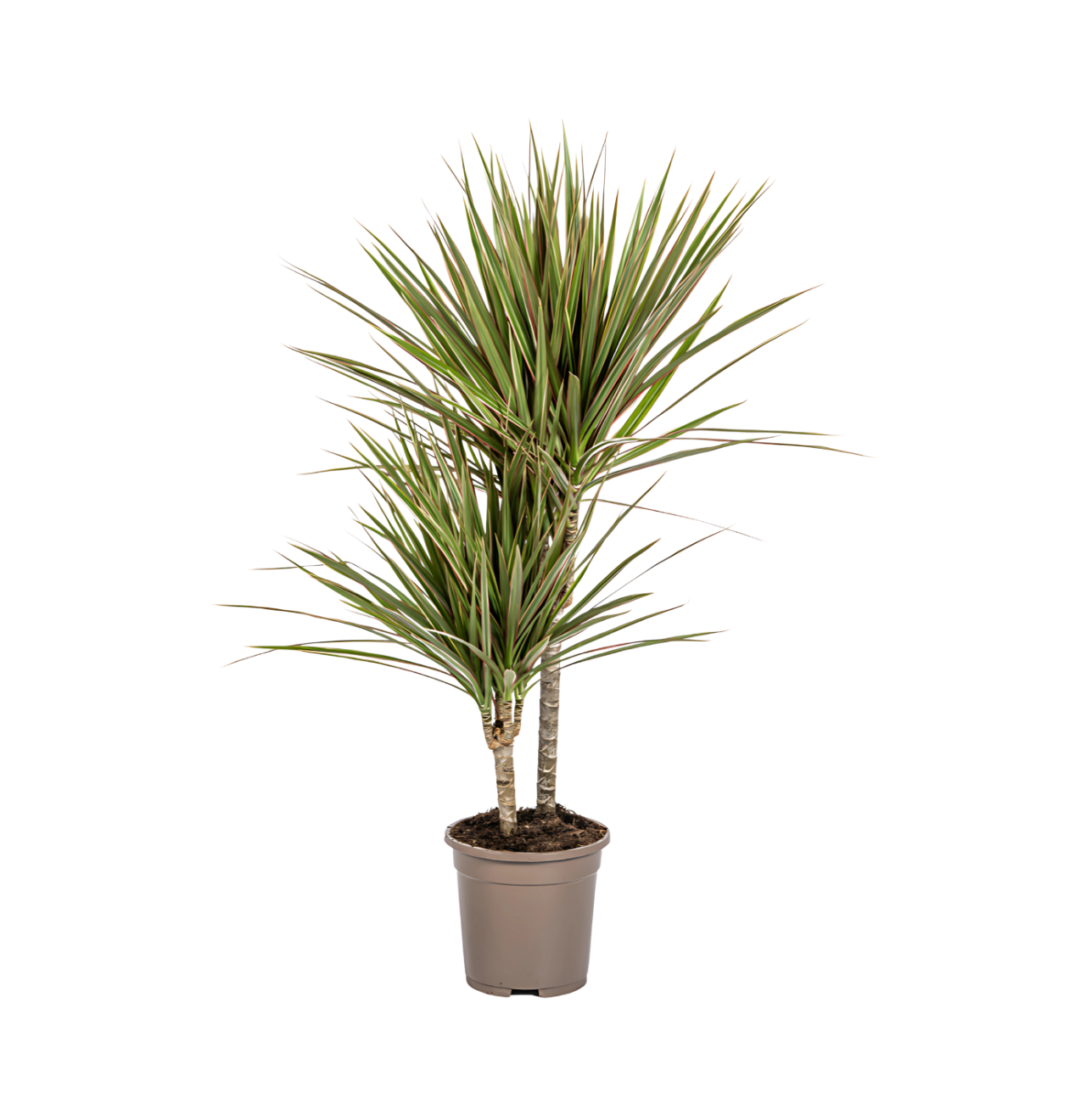 8386 1 png