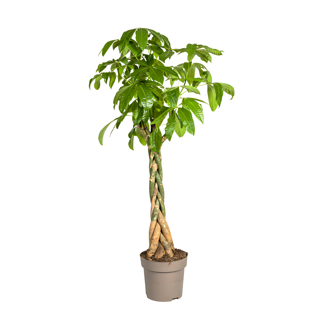 8393 1 png