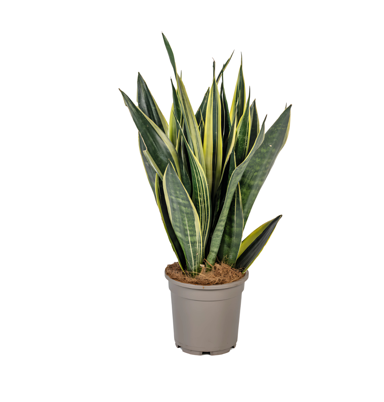 8394 1 png