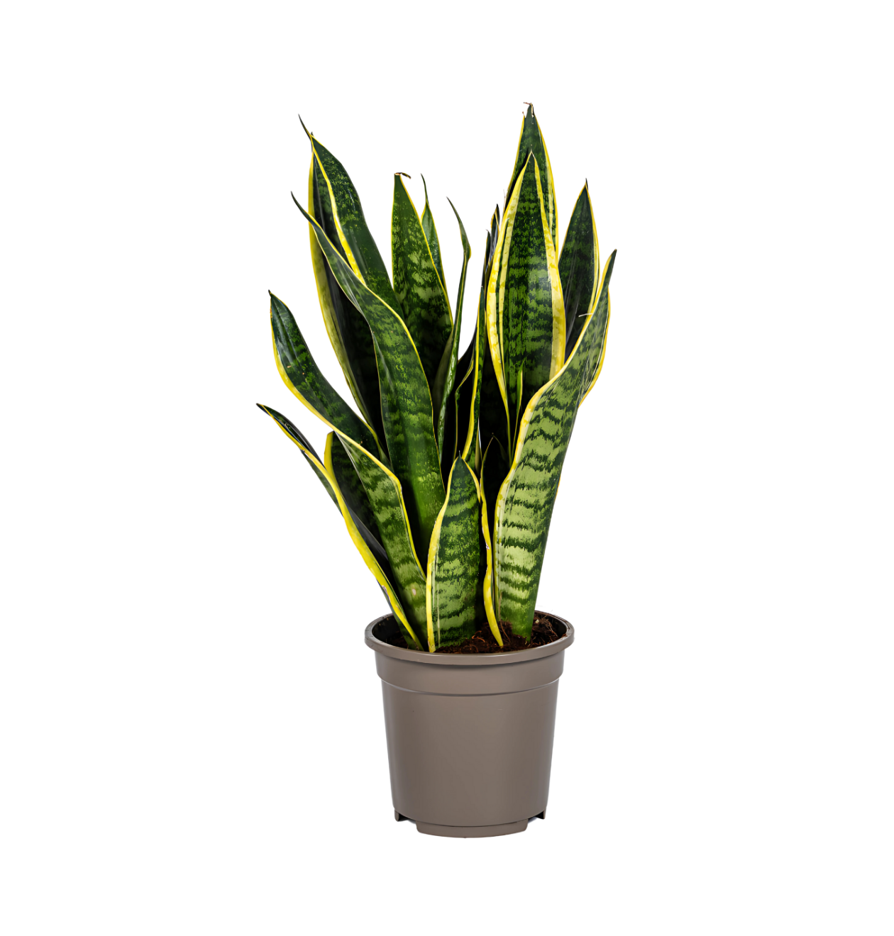 8396 1 png
