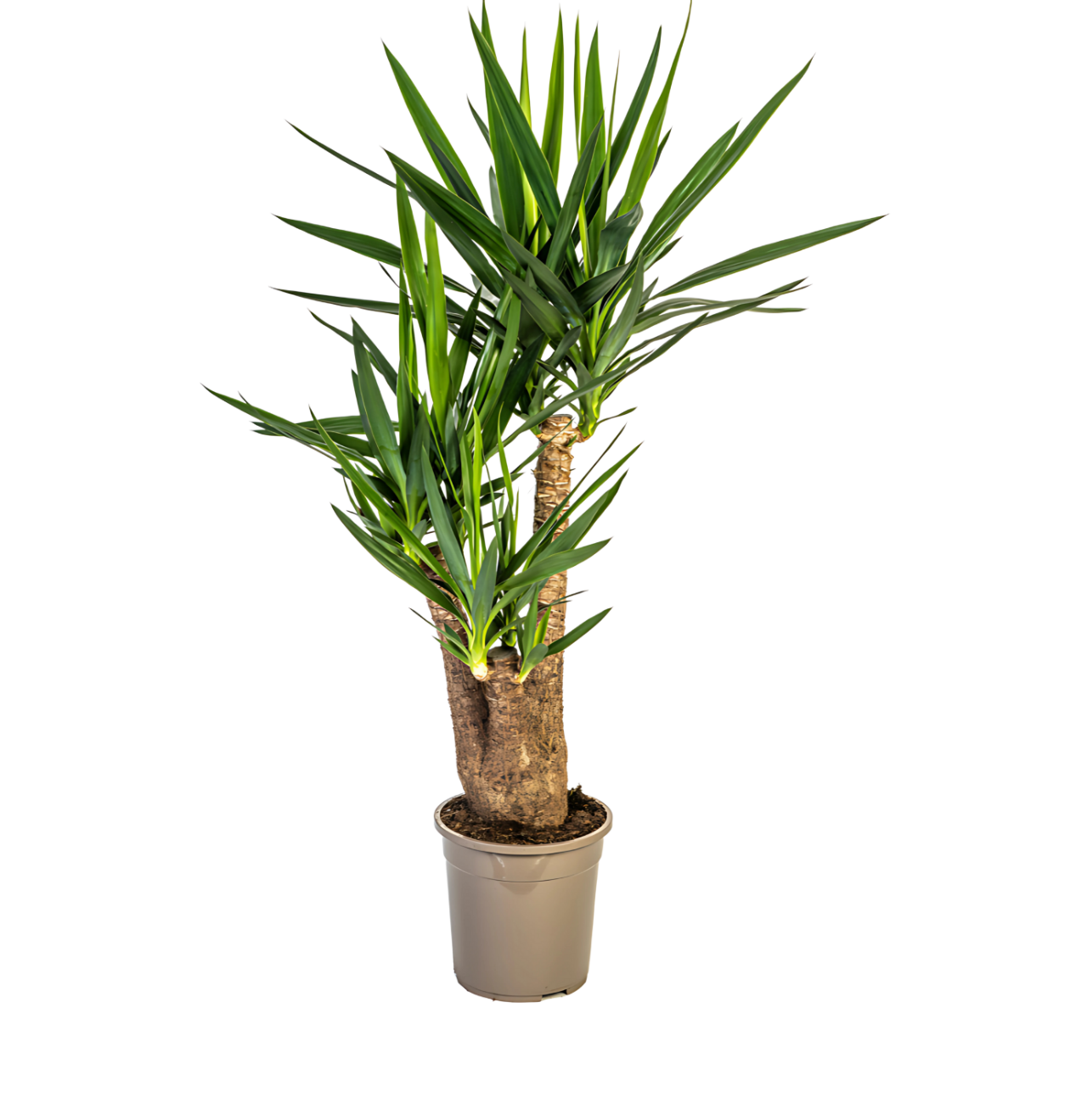 8402 1 png