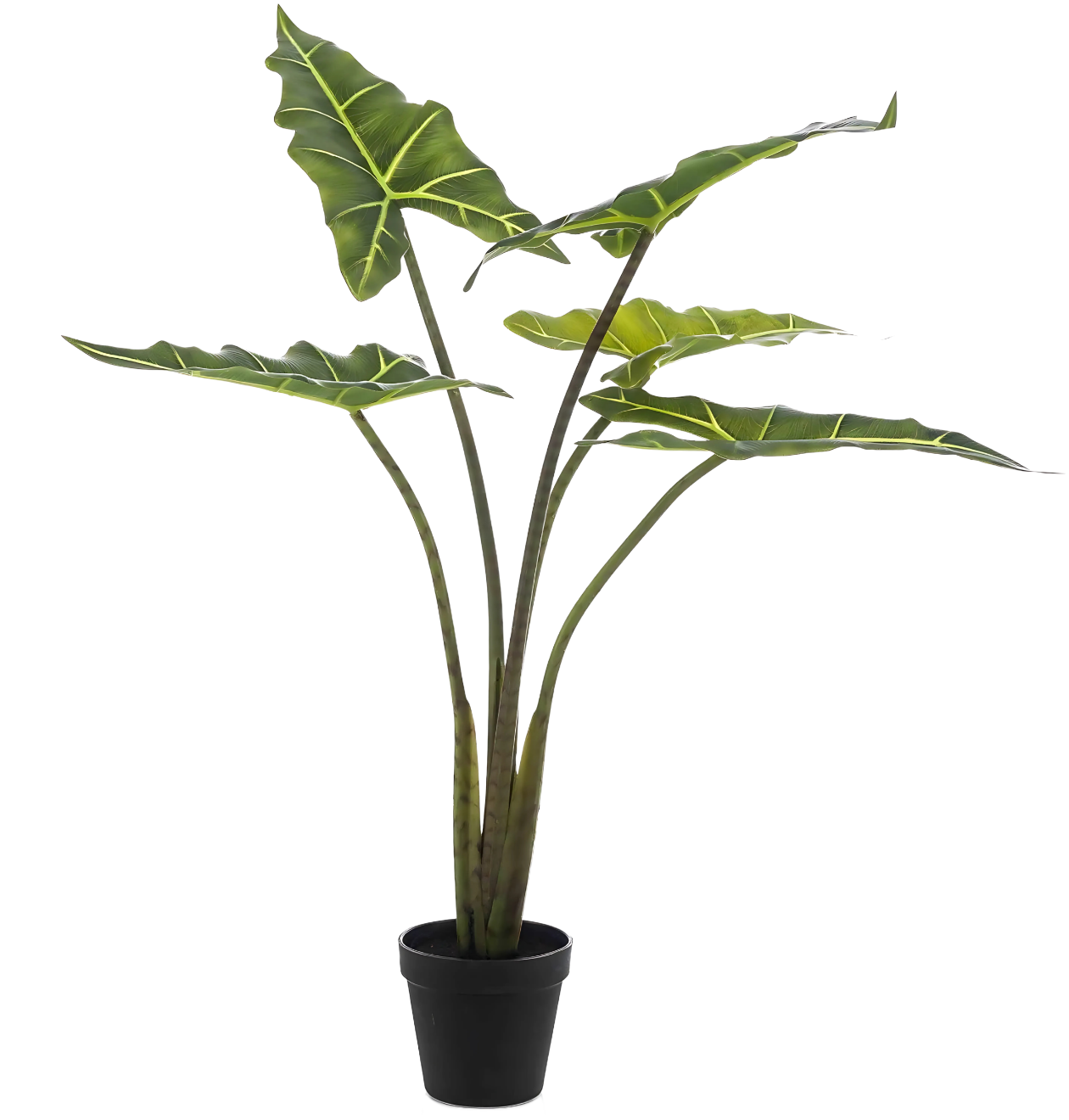 Künstliche Alocasia “Frydek” | Elefantenohr | +/- 80cm | ø 12cm Topf 6 8596 1 png
