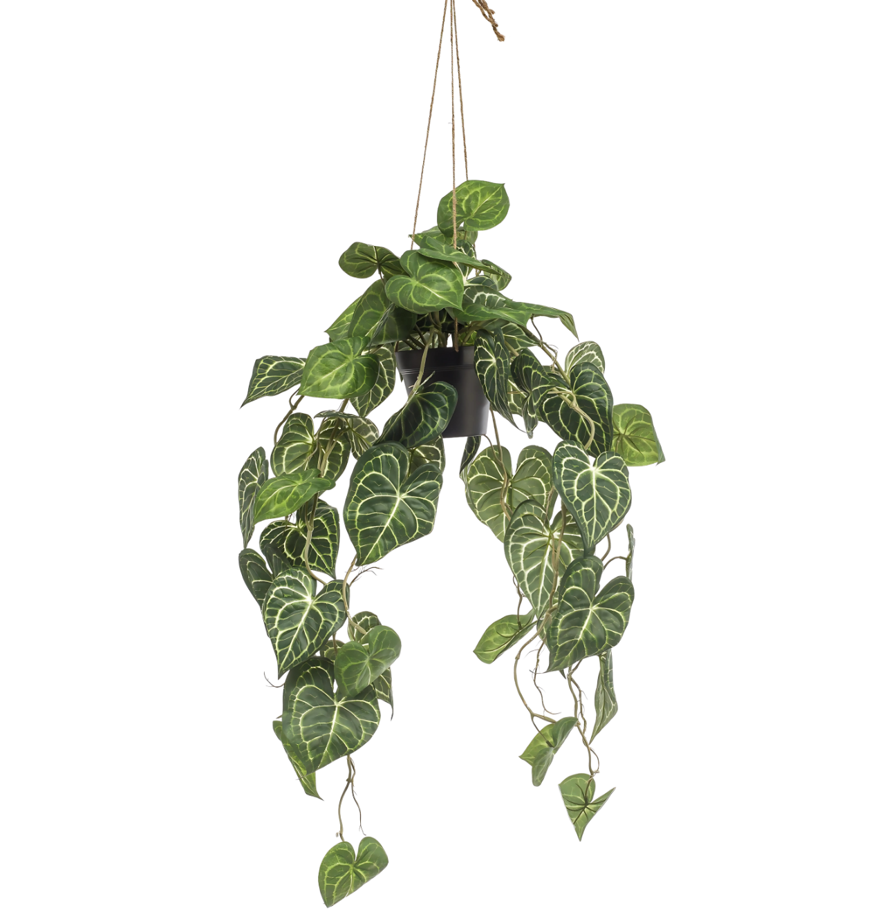 Künstliche Anthurium “Clarinervium” | Aderpflanze | +/- 80cm | ø 18cm Topf 3 8648 1 png