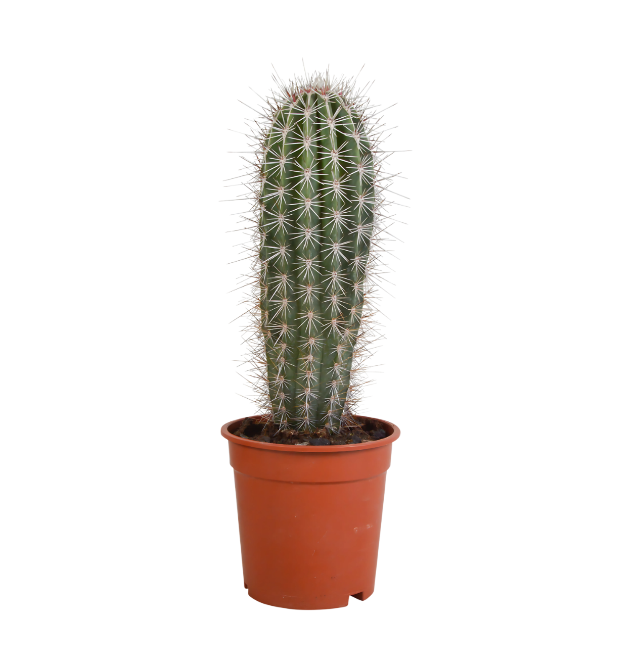 8720 1 png
