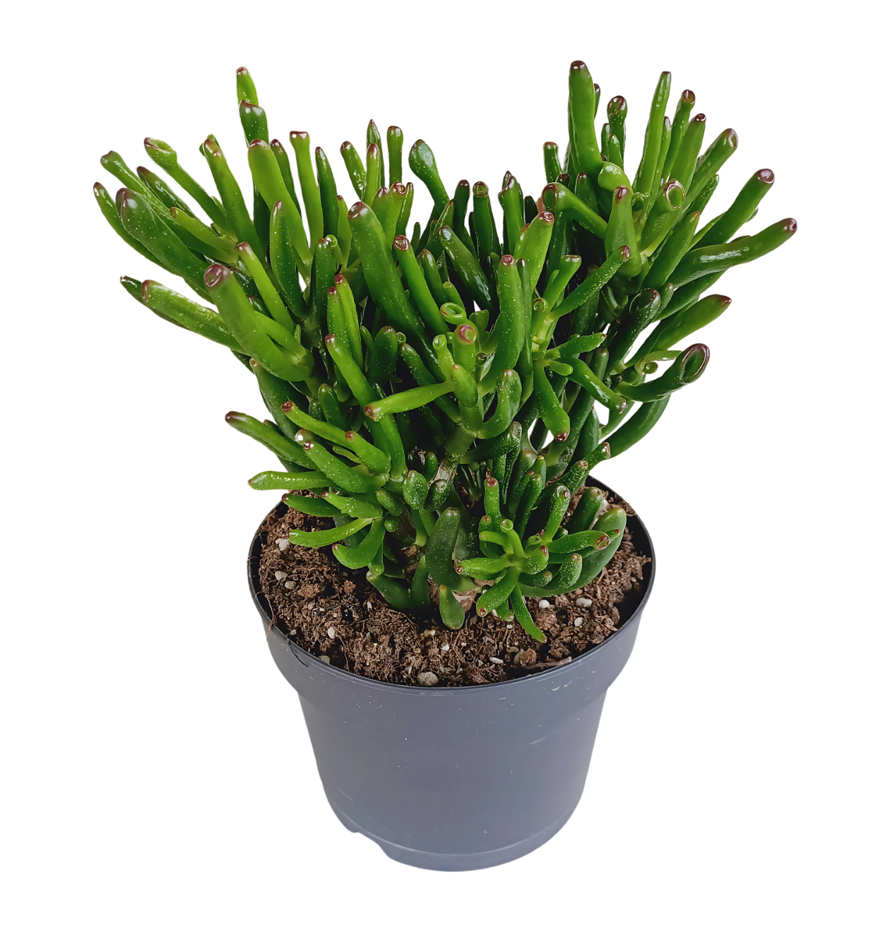 8727 1 png