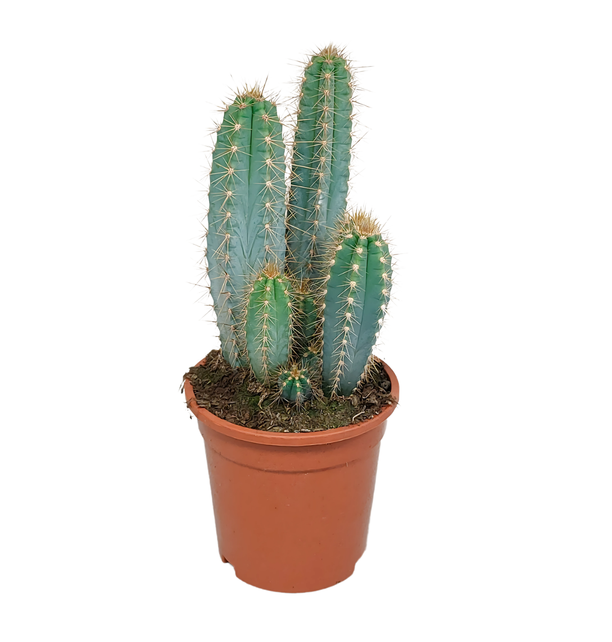 8814 1 png