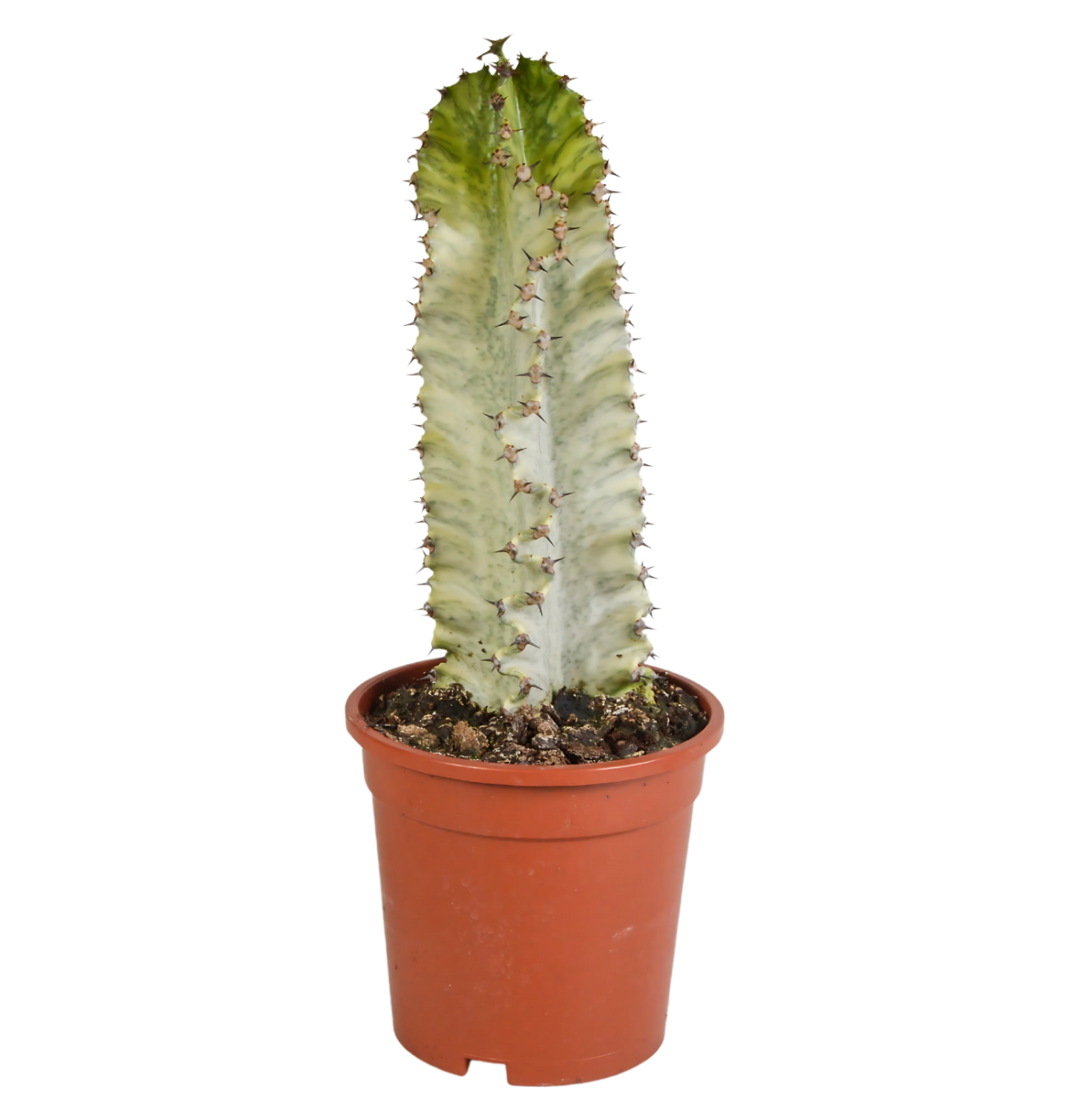 8828 1 png