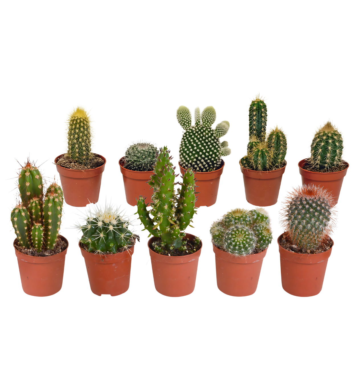 Kakteen 10er-Set (Ohne Topf) | Kaktus Mix | +/- 8-13cm | ø 5,5cm Topf 4 artikel8714 1260 x 1320 px png