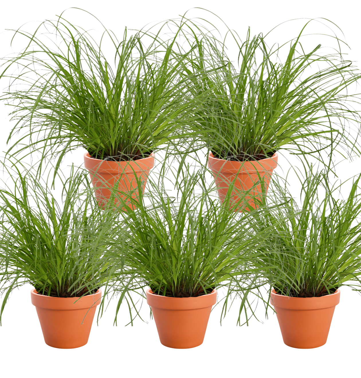 katzengras 5er 1 png
