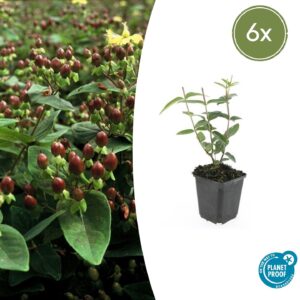 Hypericum inodorum “Rheingold” (6 Stück) | Johanniskraut | +/- 10-25cm | ø 9cm