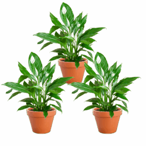 3er-Set | Spathiphyllum | "Einblatt" | +/- 70-80cm | ø 12-15cm Topf