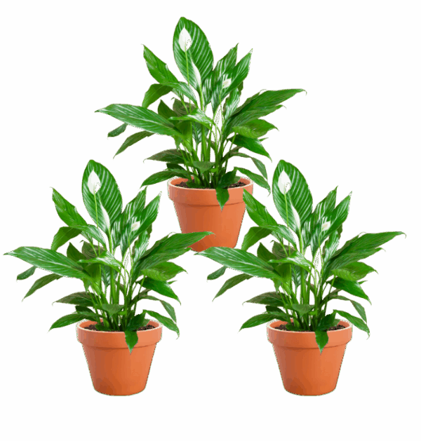 3er-Set | Spathiphyllum | "Einblatt" | +/- 70-80cm | ø 12-15cm Topf