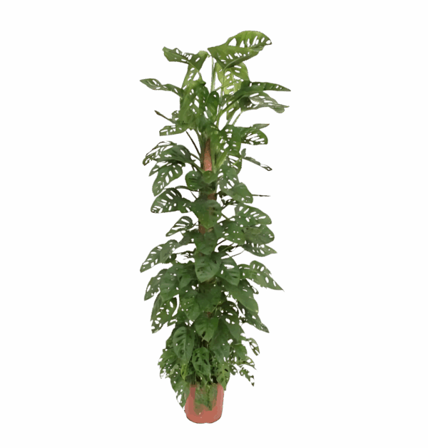 Monstera “Monkey Leaf” mit Moosstab | Affenblatt | +/- 180cm | ø 27cm Topf