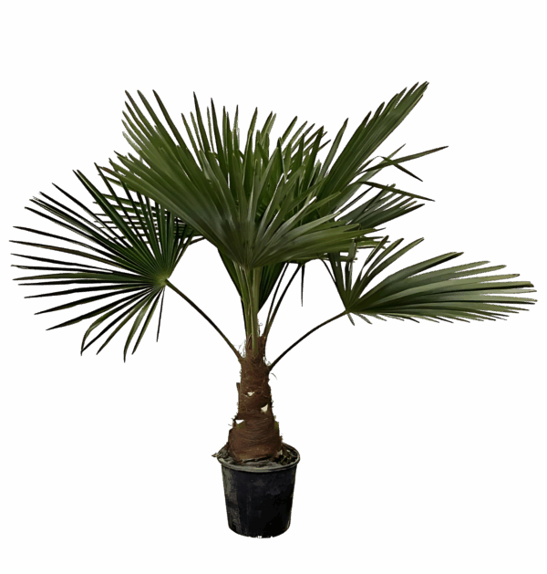 Trachycarpus | Hanfpalme | +/- 100cm | ø 21cm