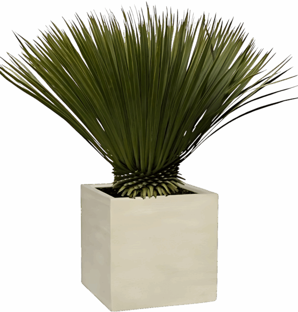 Yucca rostrata | Blaue Palmlilie | +/- 80cm | ø 27cm