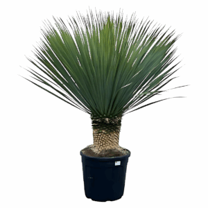 Yucca rostrata | Blaue Palmlilie | +/- 140cm | ø 50cm